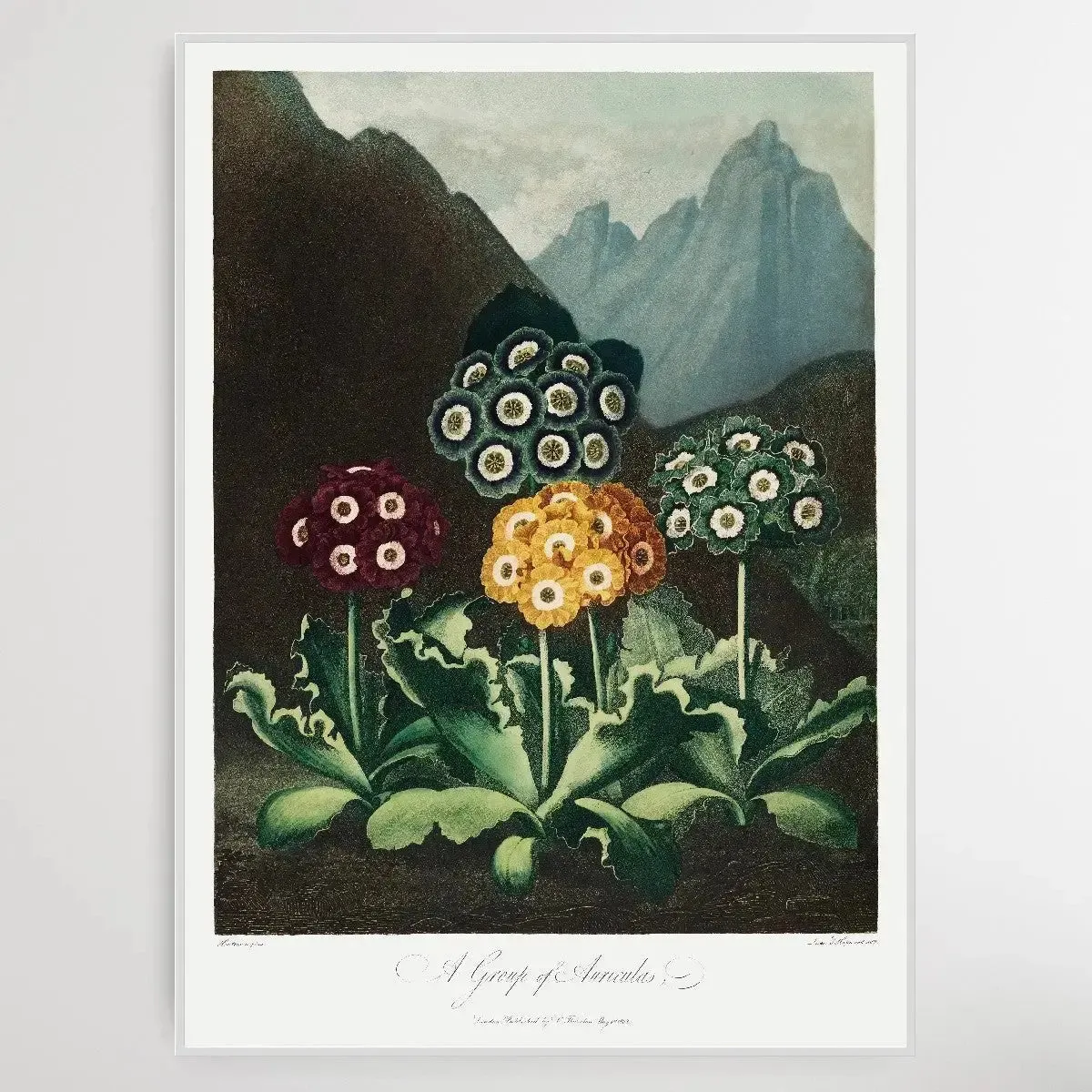 A Group of Auriculas (1807) by Robert John Thornton