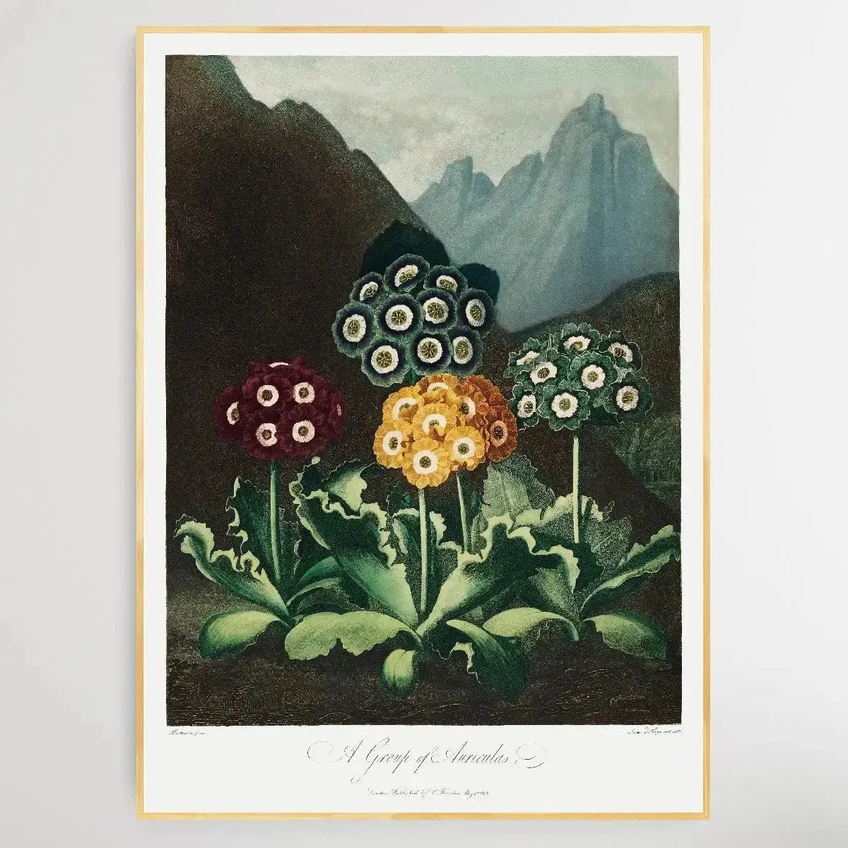 A Group of Auriculas (1807) by Robert John Thornton