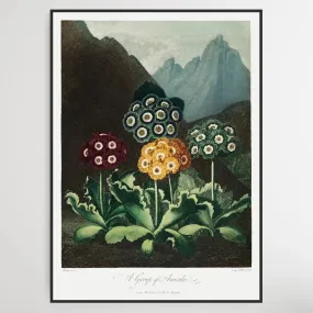 A Group of Auriculas (1807) by Robert John Thornton