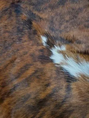 Brindle & White Cowhide